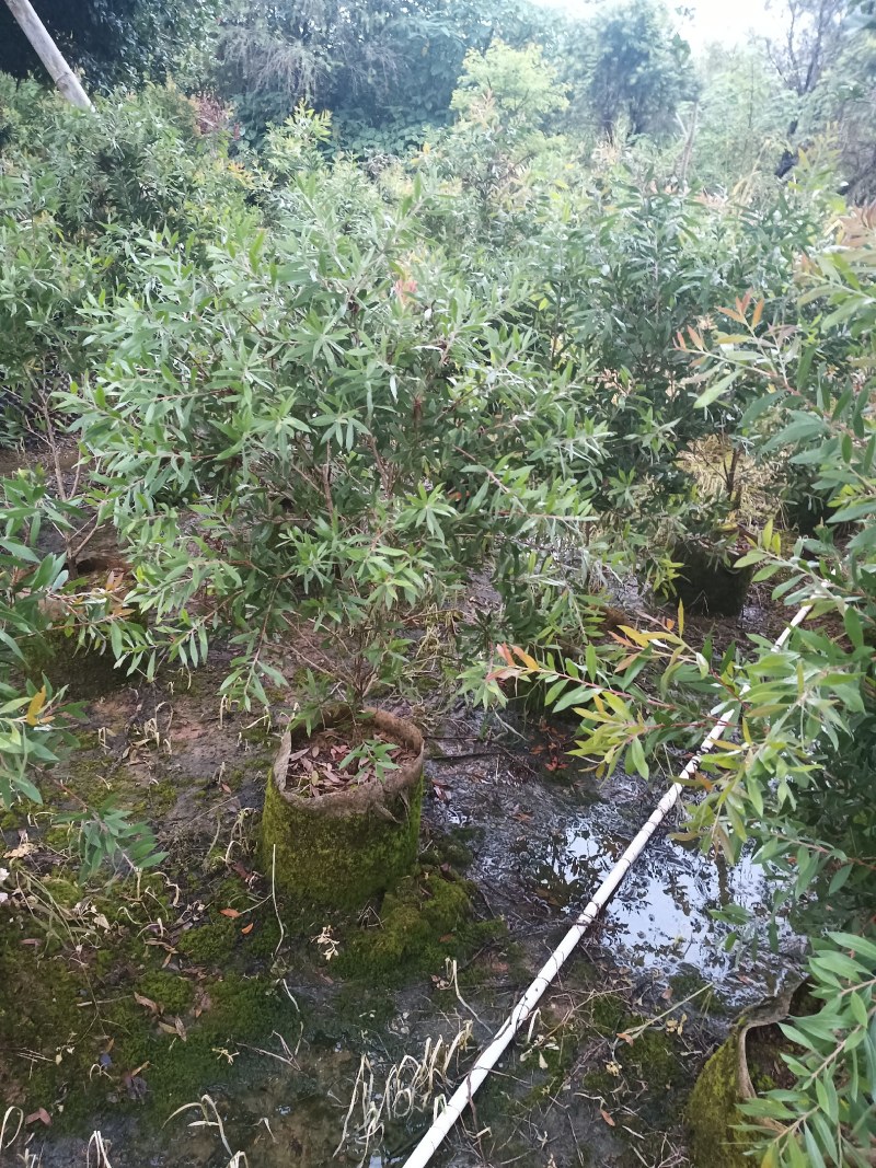美花红千层