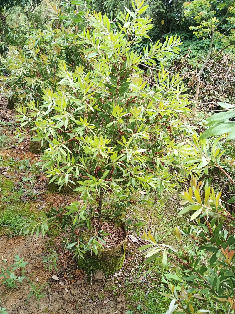 美花红千层