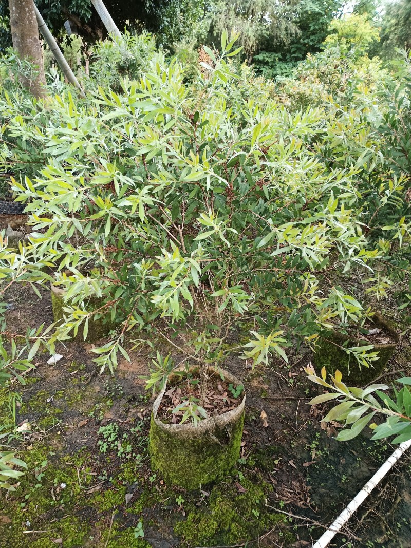 美花红千层