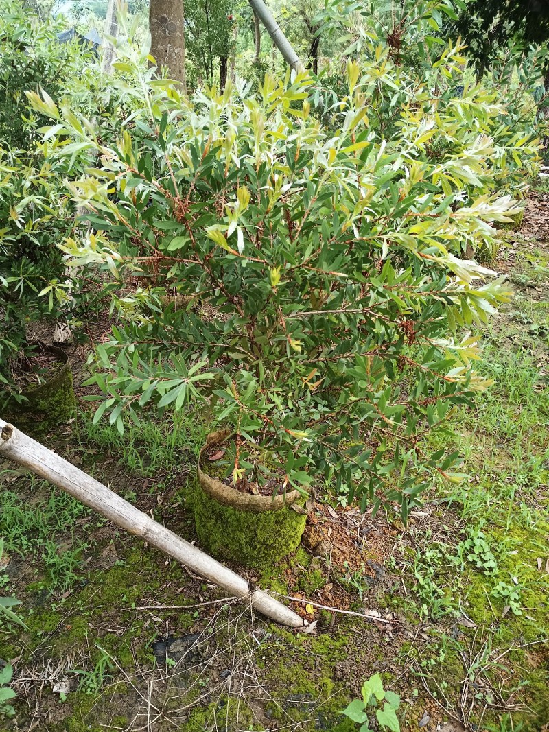 美花红千层