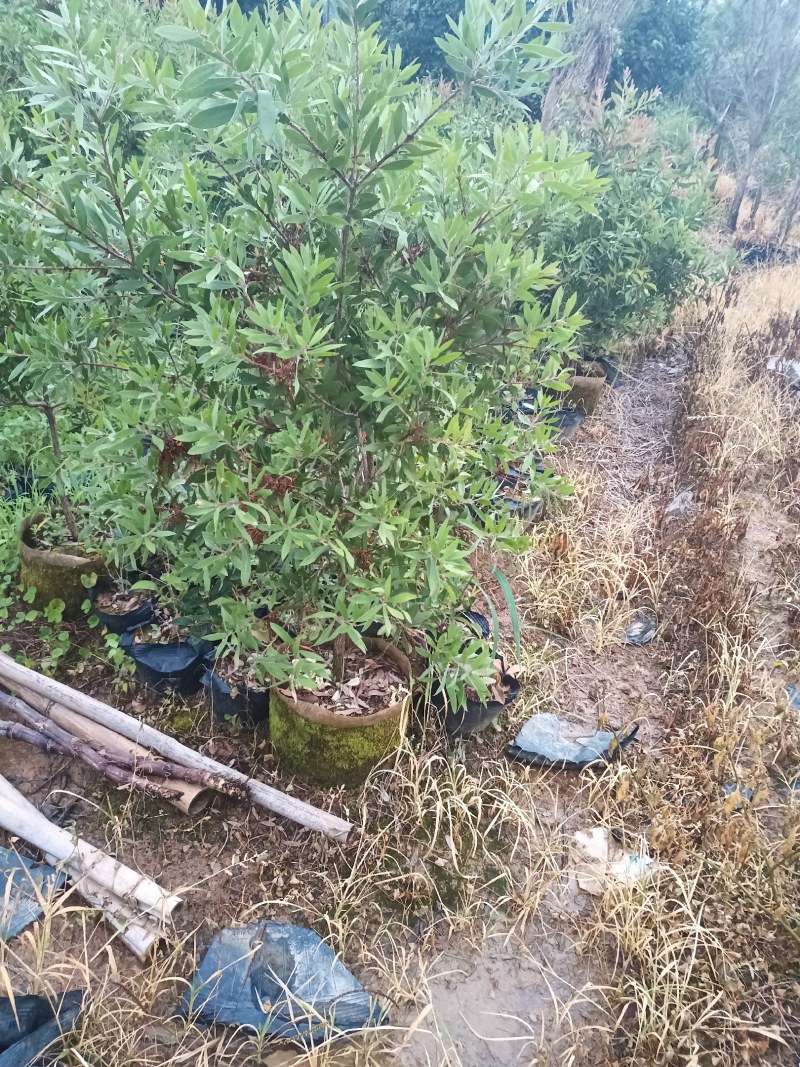 美花红千层