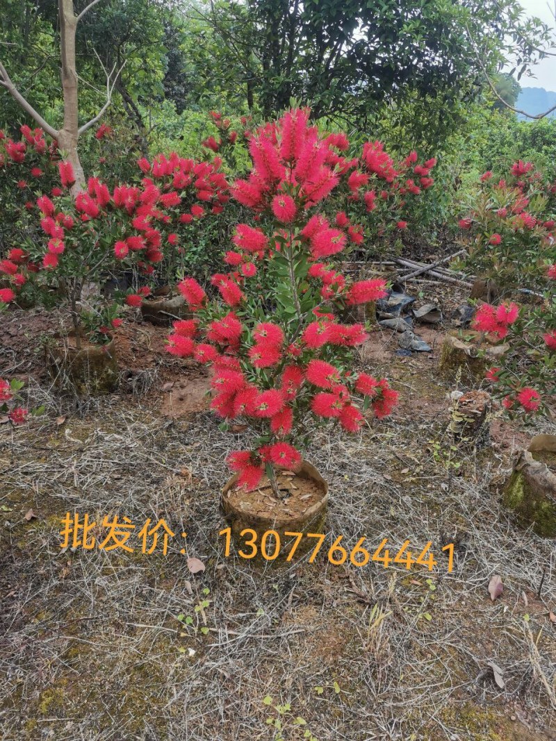 美花红千层