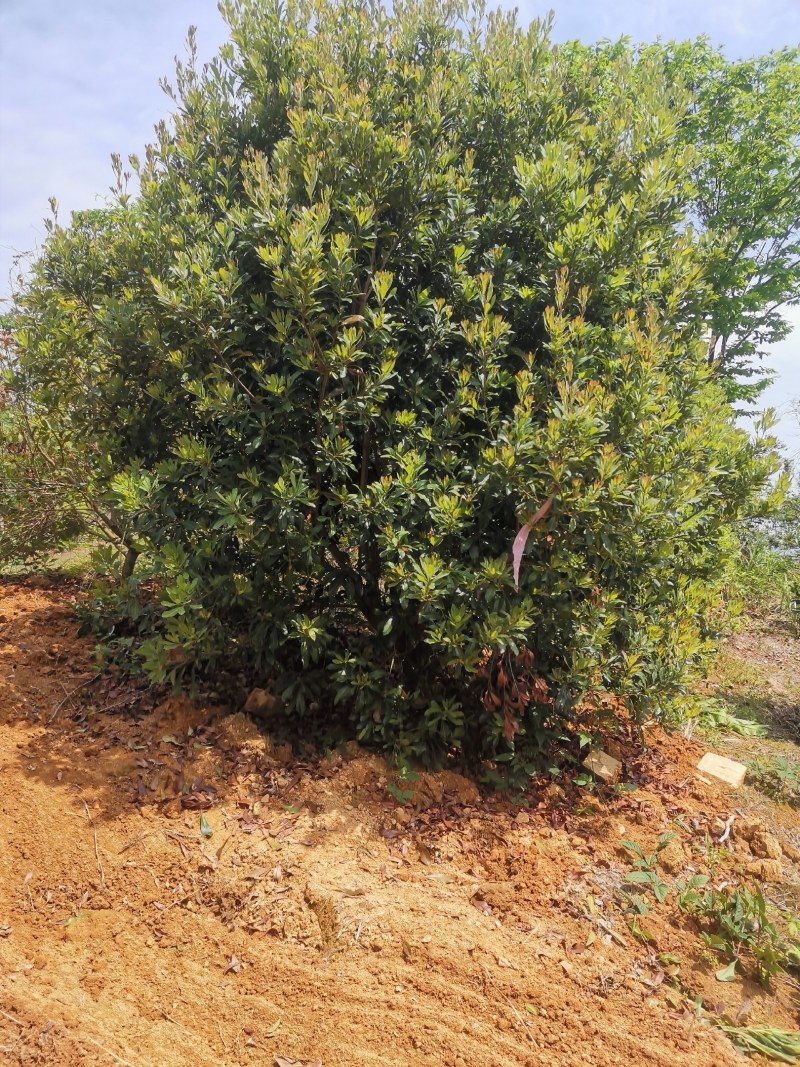 杨梅树