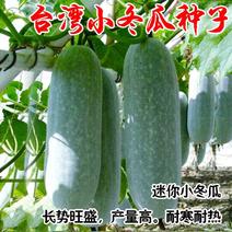 小冬瓜种子台湾迷你实心冬瓜种籽粉皮冬瓜微型水果四季蔬