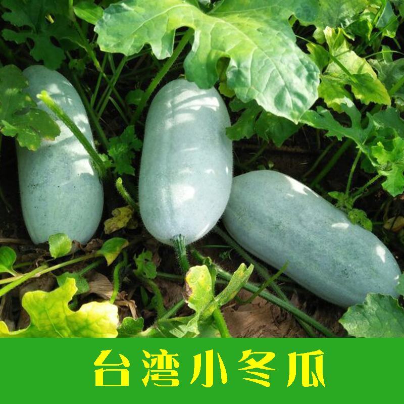 小冬瓜种子台湾迷你实心冬瓜种籽粉皮冬瓜微型水果四季蔬