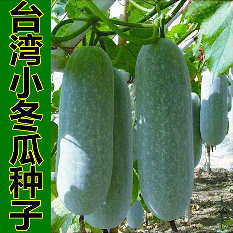 小冬瓜种子台湾迷你实心冬瓜种籽粉皮冬瓜微型水果四季蔬