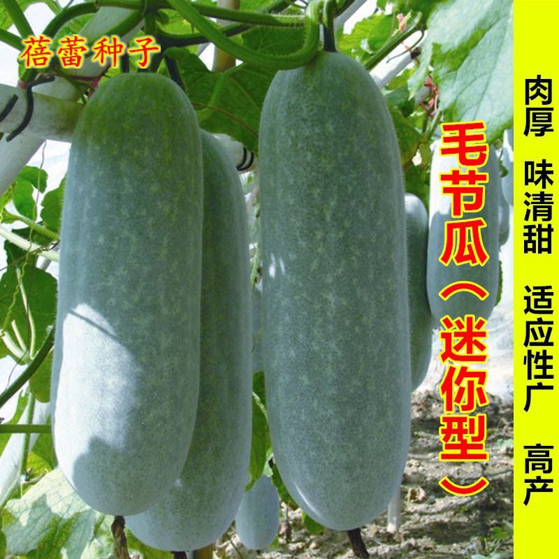 小冬瓜种子台湾迷你实心冬瓜种籽粉皮冬瓜微型水果四季蔬