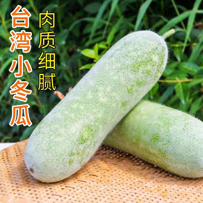 小冬瓜种子台湾迷你实心冬瓜种籽粉皮冬瓜微型水果四季蔬