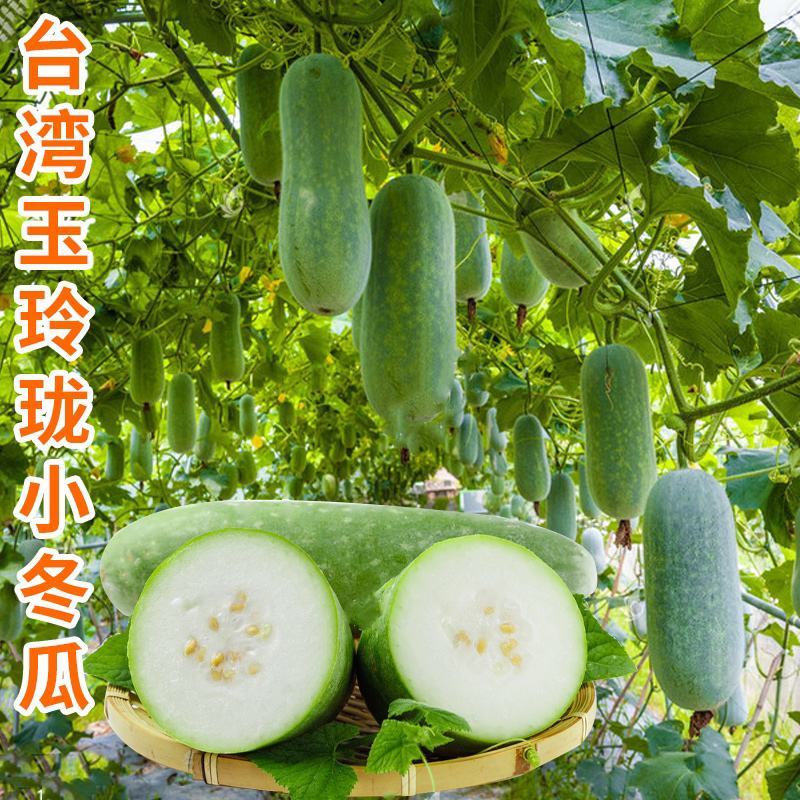 小冬瓜种子台湾迷你实心冬瓜种籽粉皮冬瓜微型水果四季蔬