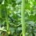 五叶香丝瓜种子高产早熟四季农家肉长丝瓜种籽阳台盆栽播蔬菜