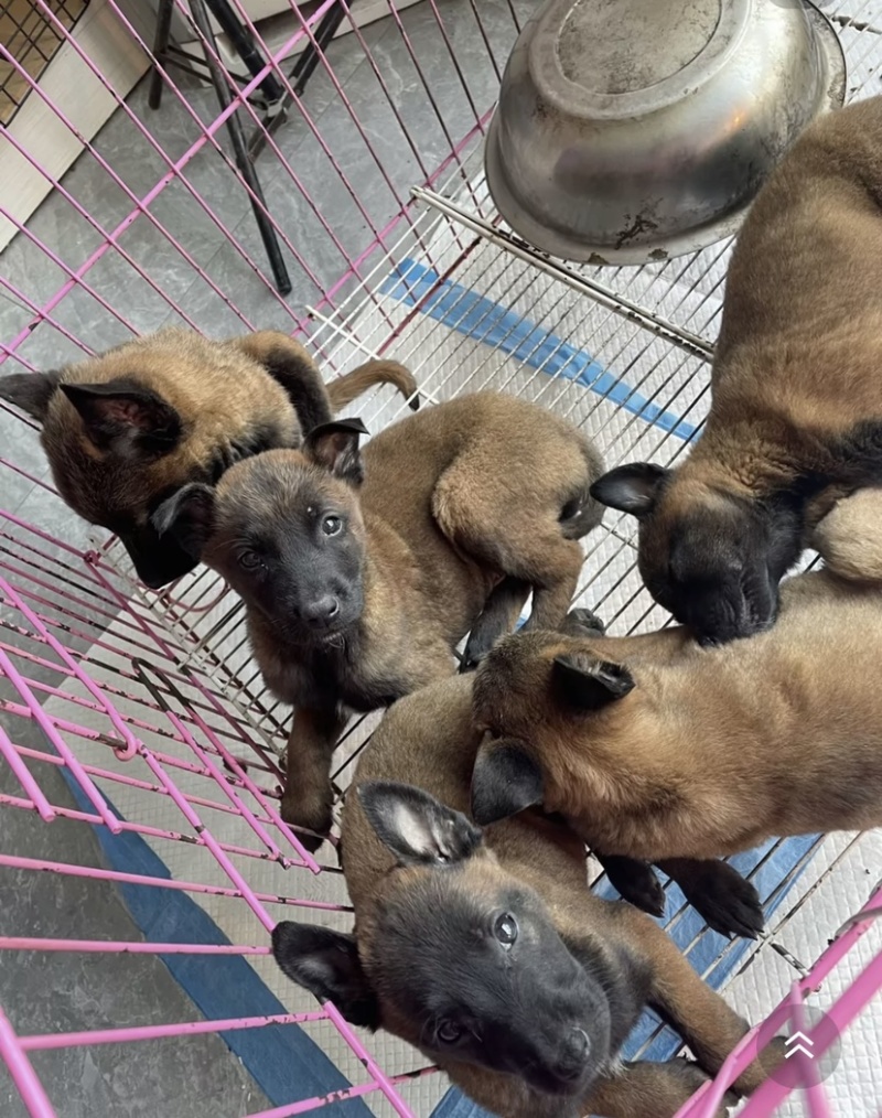 纯种马犬，大小公母都有，看家护院，做警犬，价格便宜