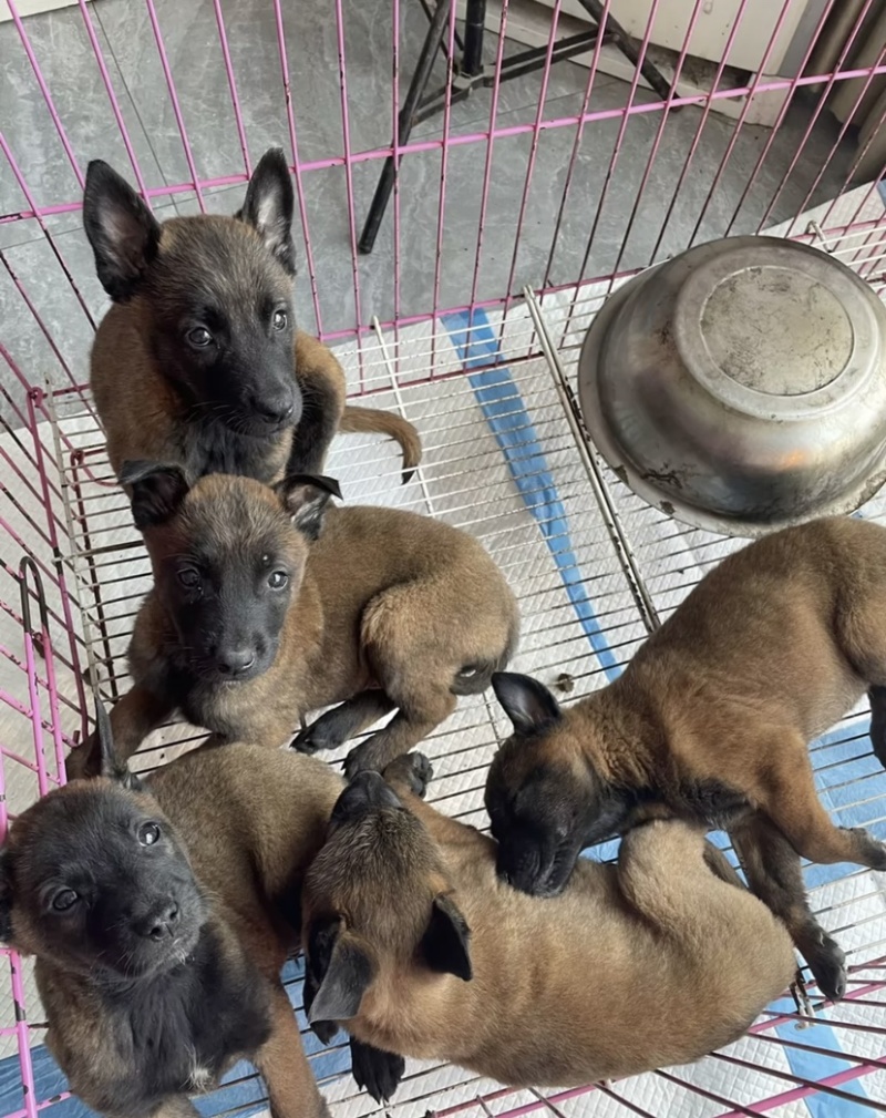 纯种马犬，大小公母都有，看家护院，做警犬，价格便宜