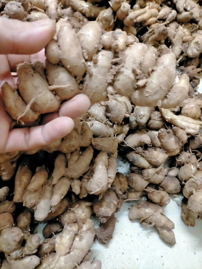 新鲜沙姜做出调料味香