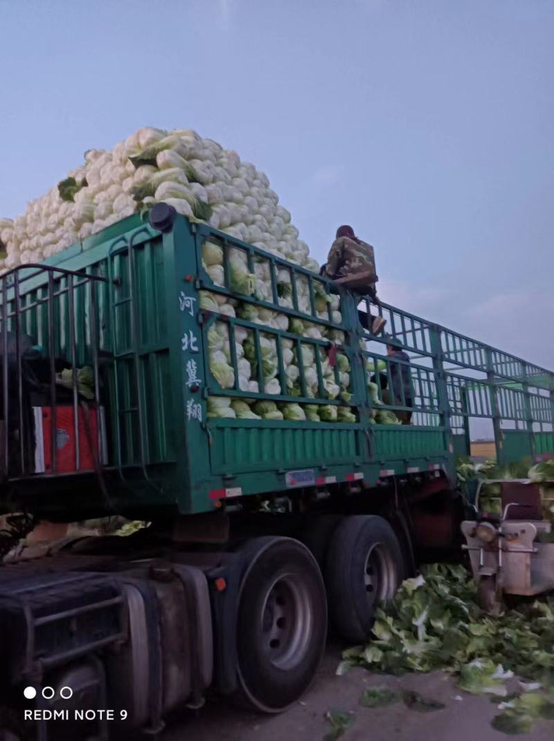 河北黄心白菜精品白菜蔬菜基地发货常年供应代发全国