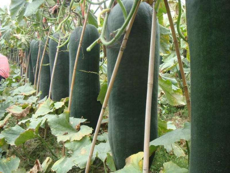精品广西黑皮冬瓜黑皮冬瓜大量上市产地直供随行就市