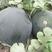 懒汉超甜黑霸西瓜种子高产甜有籽薄皮四季播水果黑皮西瓜种子