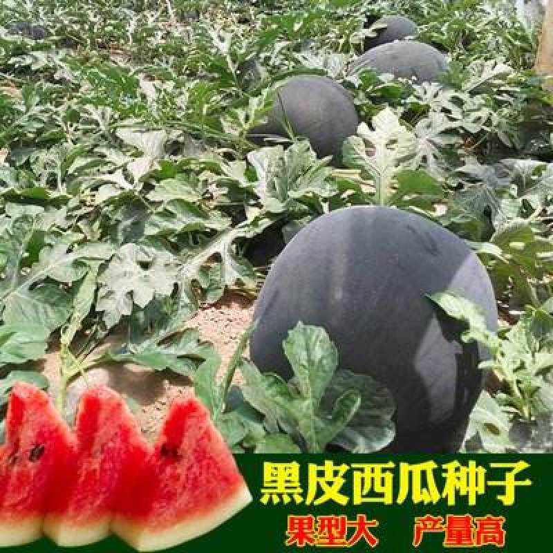 懒汉超甜黑霸西瓜种子高产甜有籽薄皮四季播水果黑皮西瓜种子