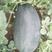 懒汉超甜黑霸西瓜种子高产甜有籽薄皮四季播水果黑皮西瓜种子