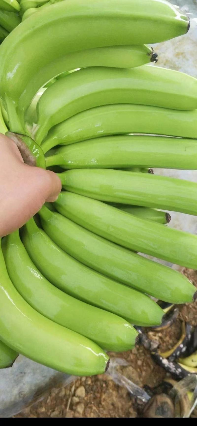 【实力商家】广西香蕉精品威廉斯香蕉大量上市，货源充足
