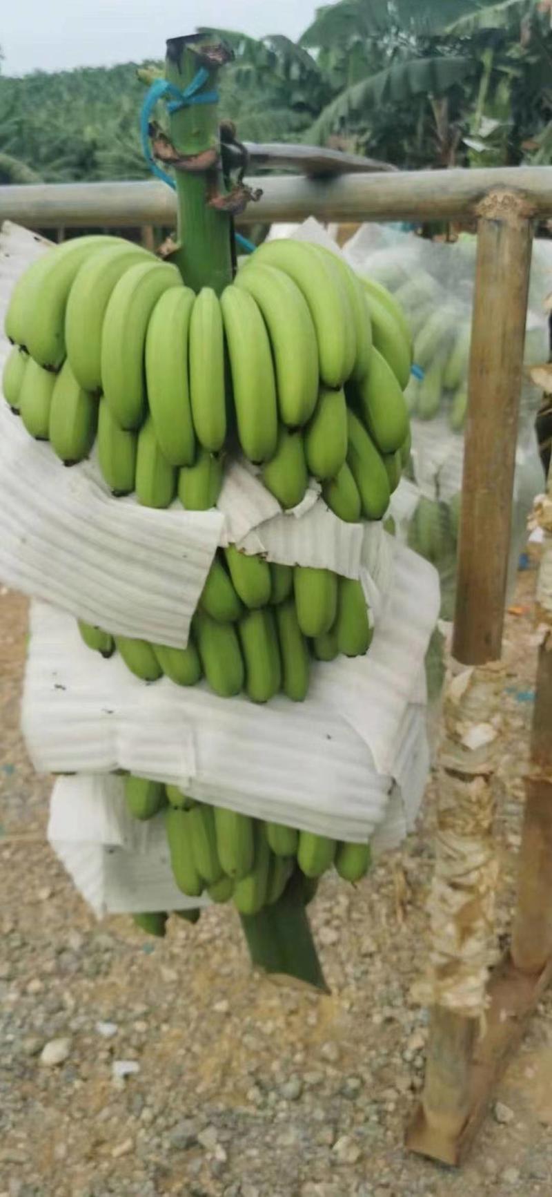 【推荐】香蕉广西精品威廉斯香蕉大量上市质量保证