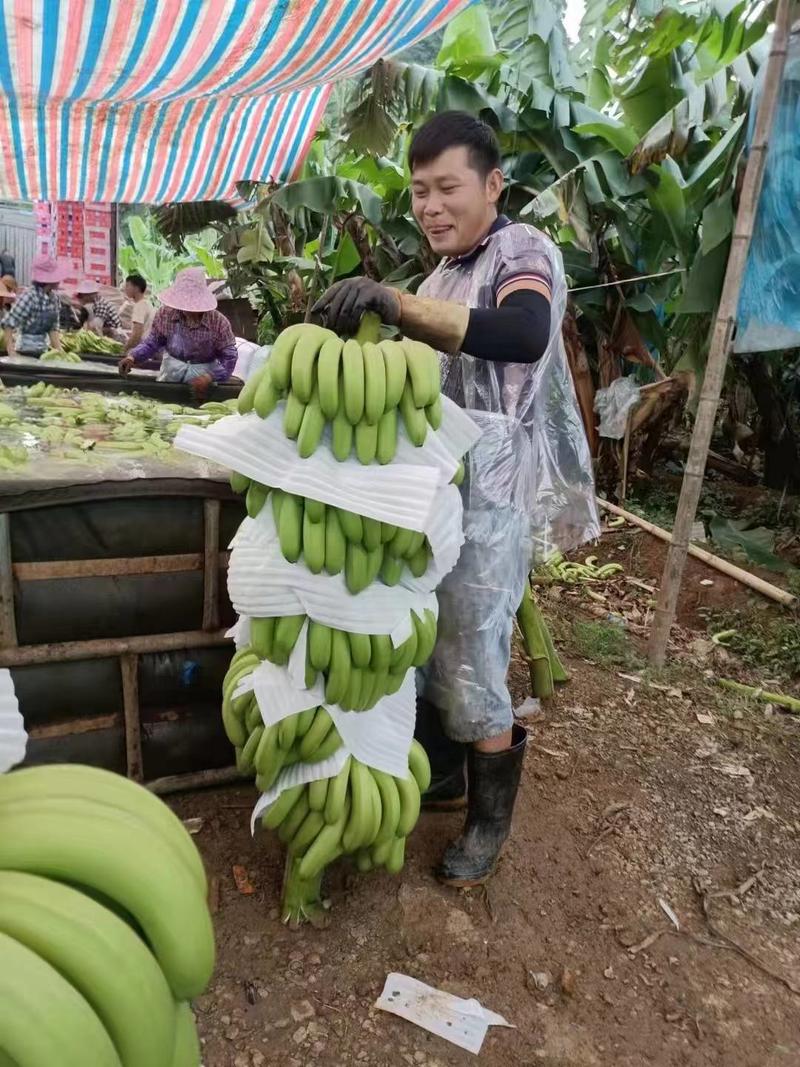 【推荐】香蕉广西精品威廉斯香蕉大量上市质量保证