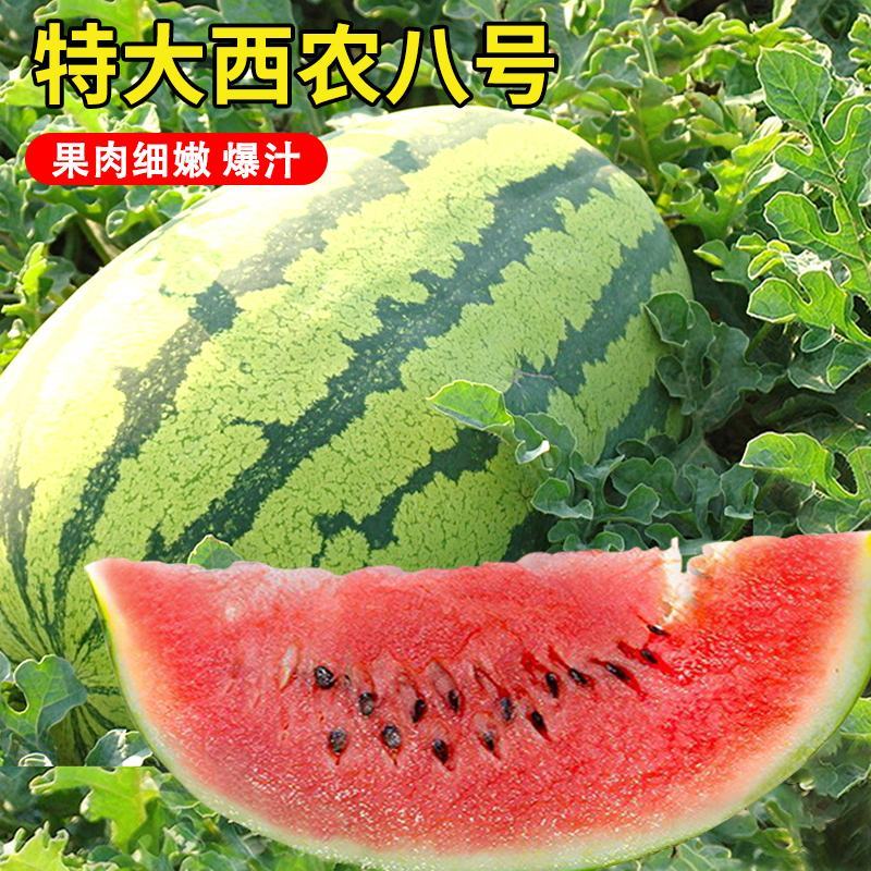 西农八号西瓜种子特大超甜西瓜种子抗病高产田园大棚种植