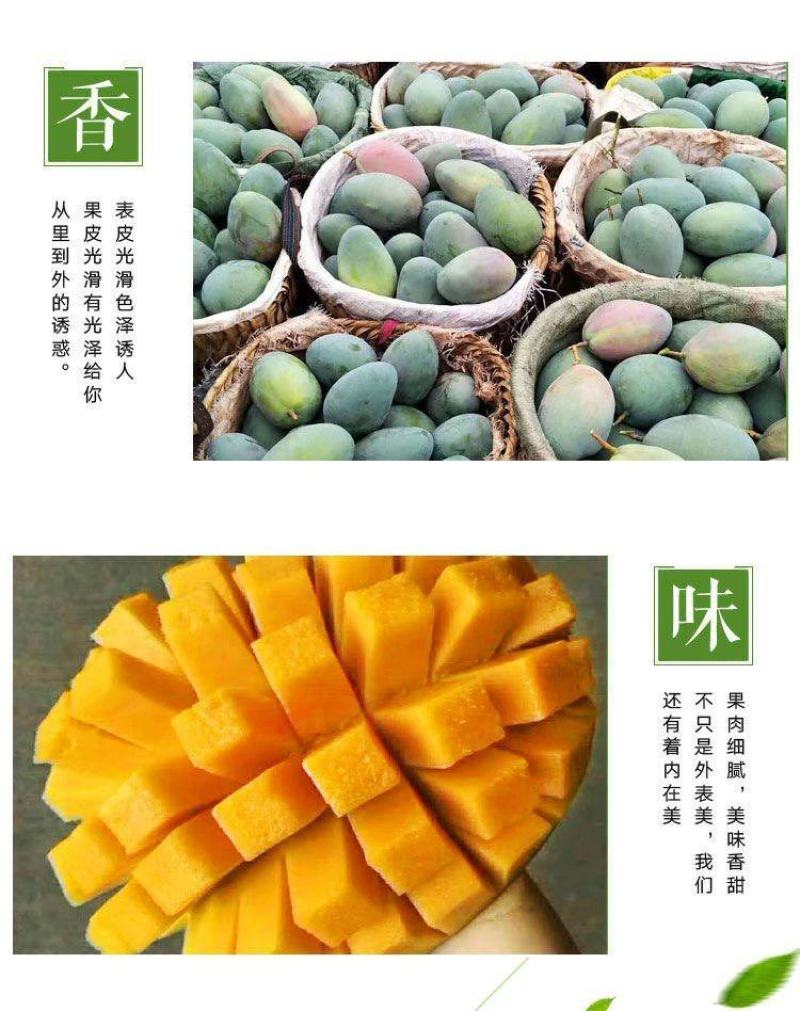 【精品供应】攀枝花凯特大芒果一件代发专业供应各大电商平台