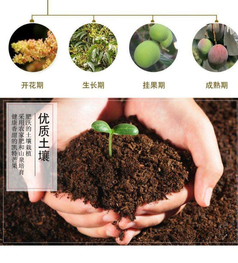 【精品供应】攀枝花凯特大芒果一件代发专业供应各大电商平台