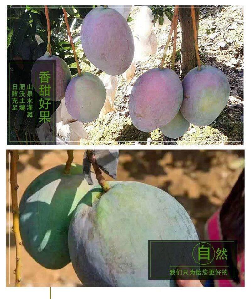 【精品供应】攀枝花凯特大芒果一件代发专业供应各大电商平台