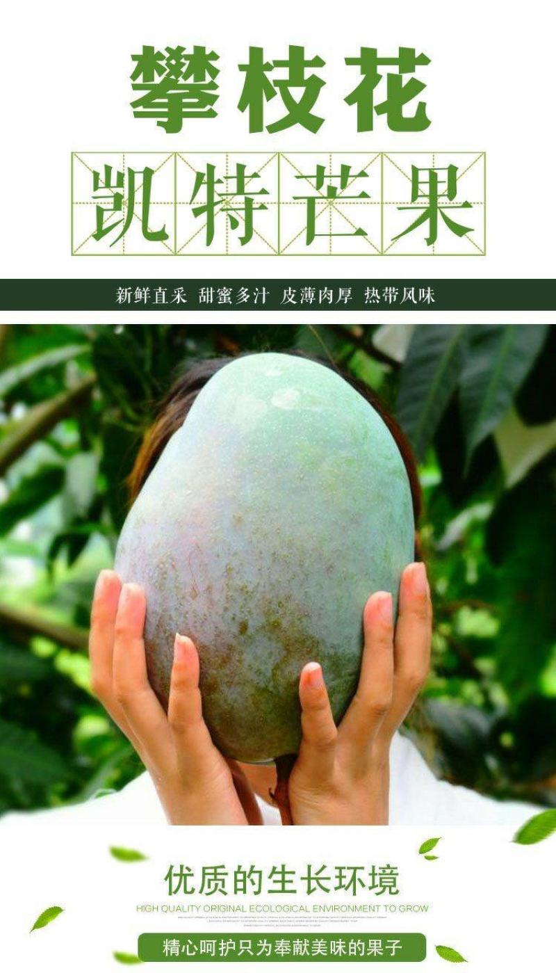【精品供应】攀枝花凯特大芒果一件代发专业供应各大电商平台