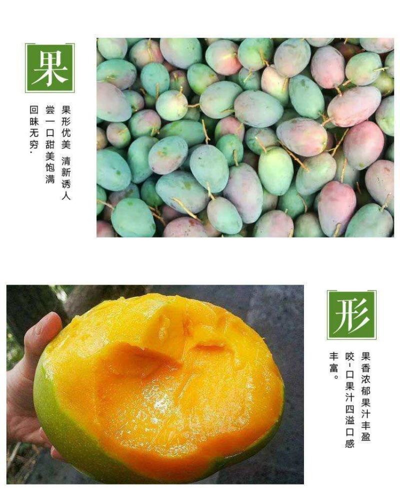 【精品供应】攀枝花凯特大芒果一件代发专业供应各大电商平台