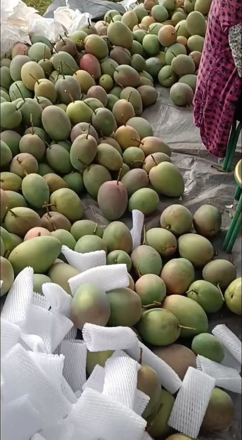 【精品供应】攀枝花凯特大芒果一件代发专业供应各大电商平台