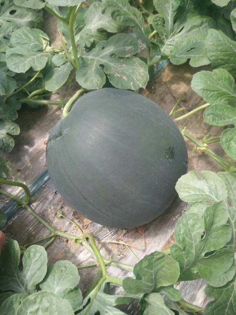 洞庭湖黑金无籽纯黑皮大果型强抗病高抗重茬西瓜种子水果种籽