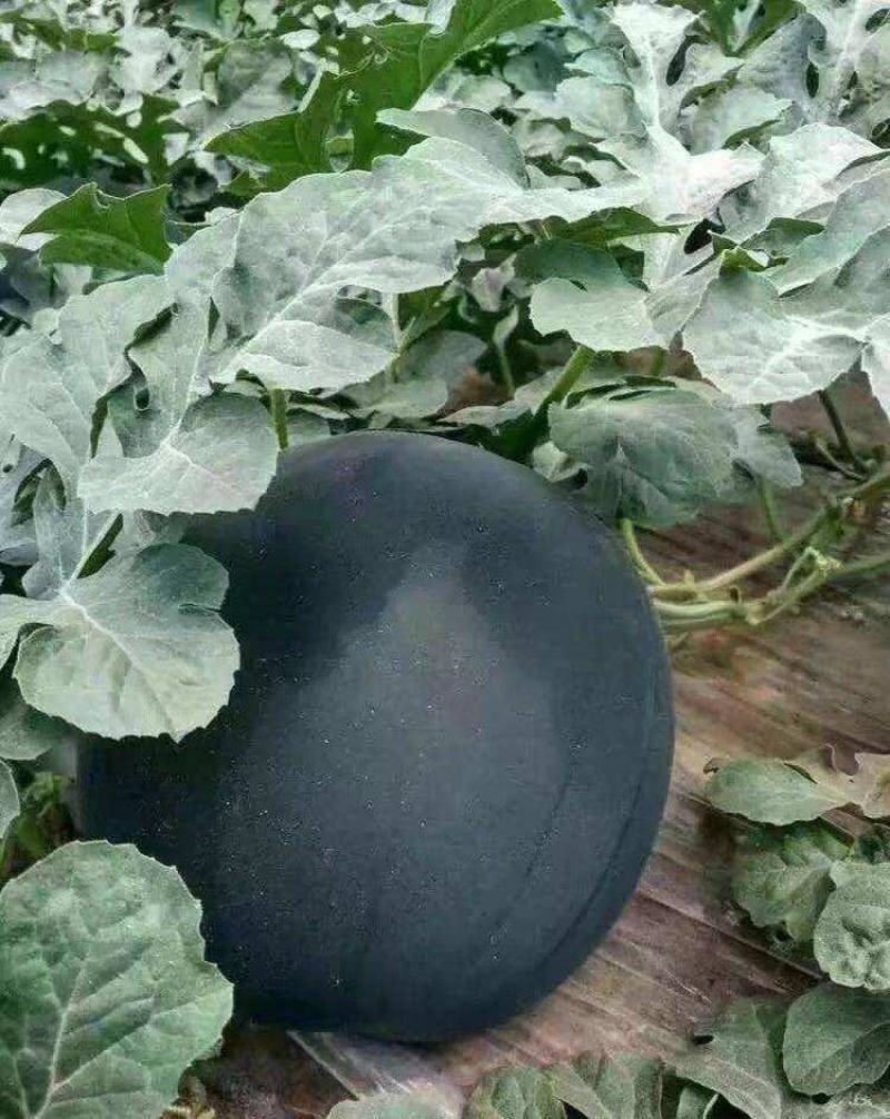 洞庭湖黑金无籽纯黑皮大果型强抗病高抗重茬西瓜种子水果种籽