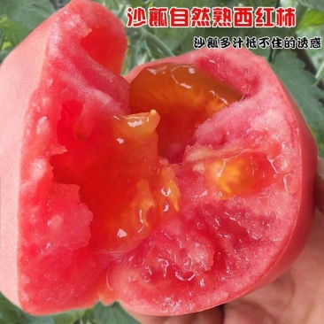 云南蔬菜西红柿，大红424货源好硬度好，适合拉远处，量大从优