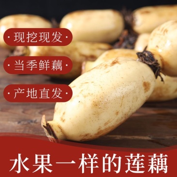 云南精品莲藕大量上市，产地直销，一手货源，量大从优，来电优惠