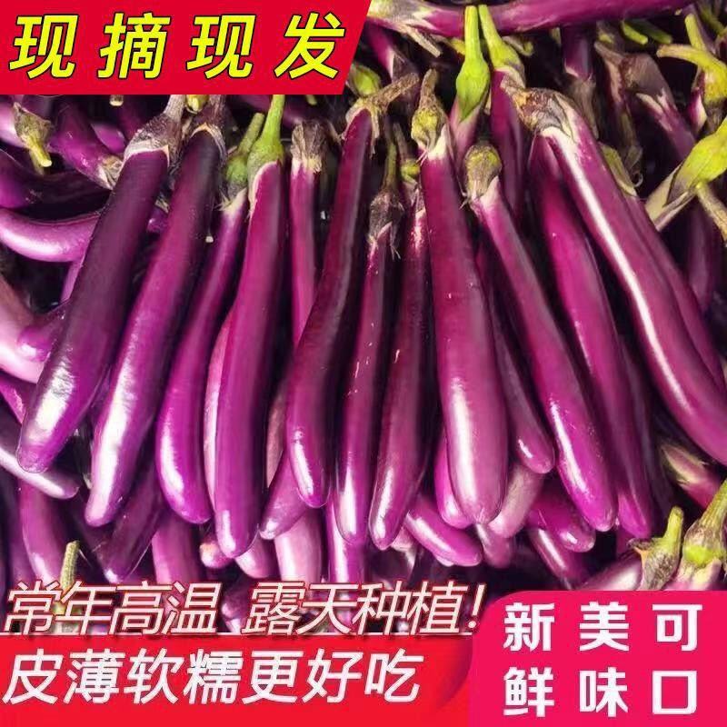 云南蔬菜精品红茄子大量有货，欢迎下单，物价廉物美