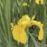 黄菖蒲：黄花鸢尾观赏植物，改善环境水、地都可种植