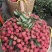 广州市从化区鸭头绿桂味荔枝广东省外5斤118元