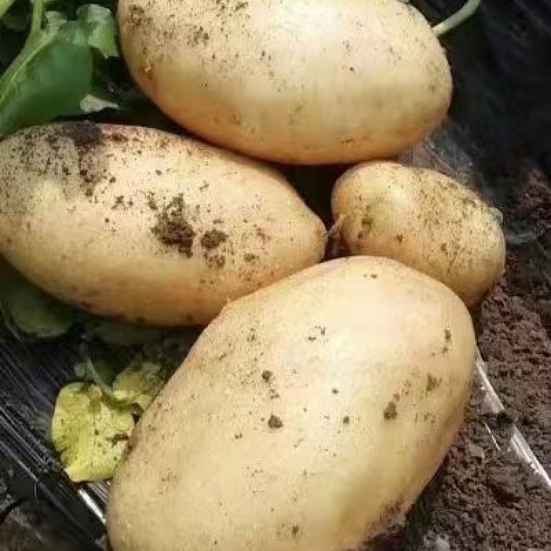 定州土豆荷兰十五土豆外表光滑薯行好质量保证