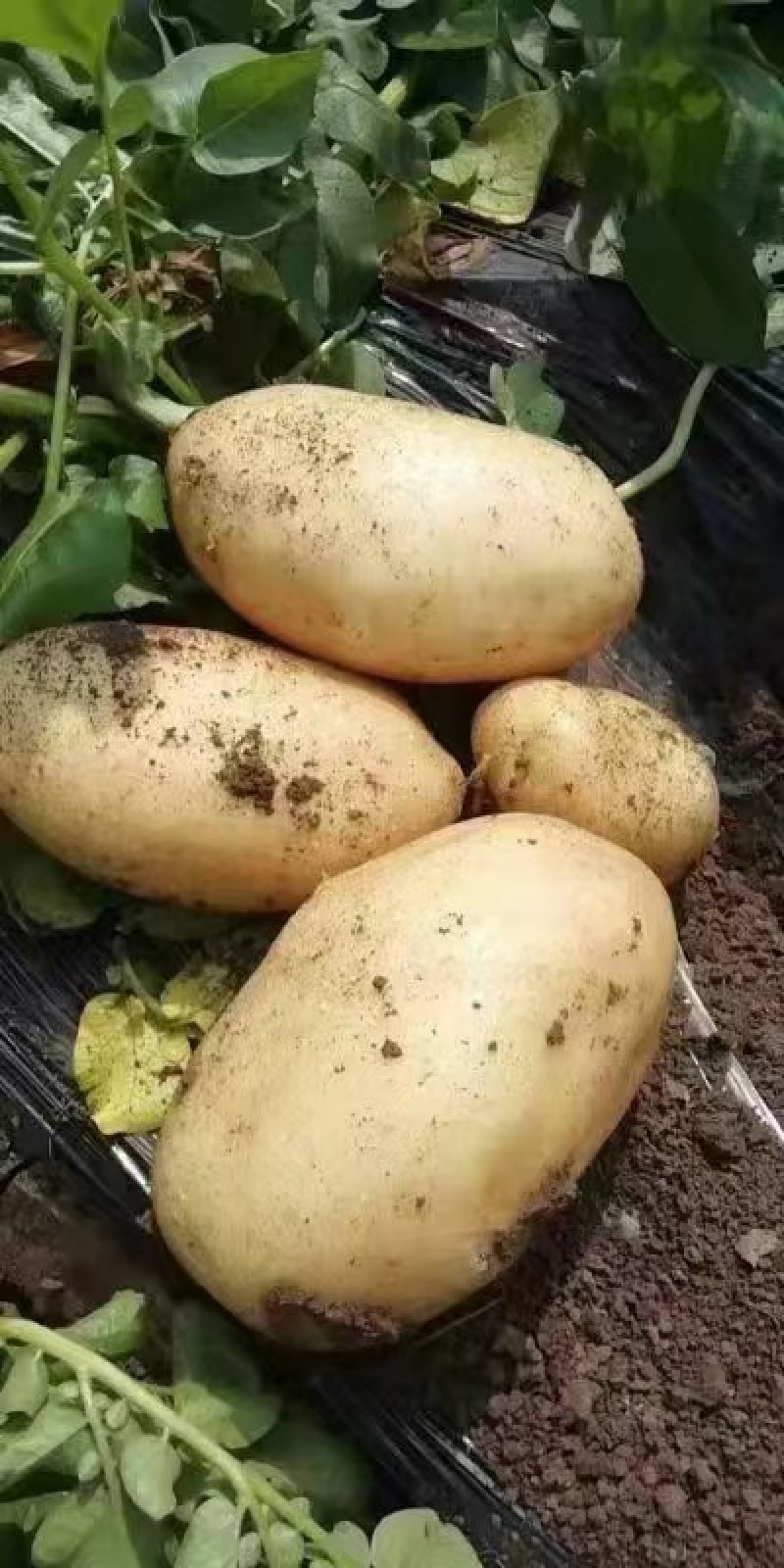 定州土豆荷兰十五土豆外表光滑薯行好质量保证