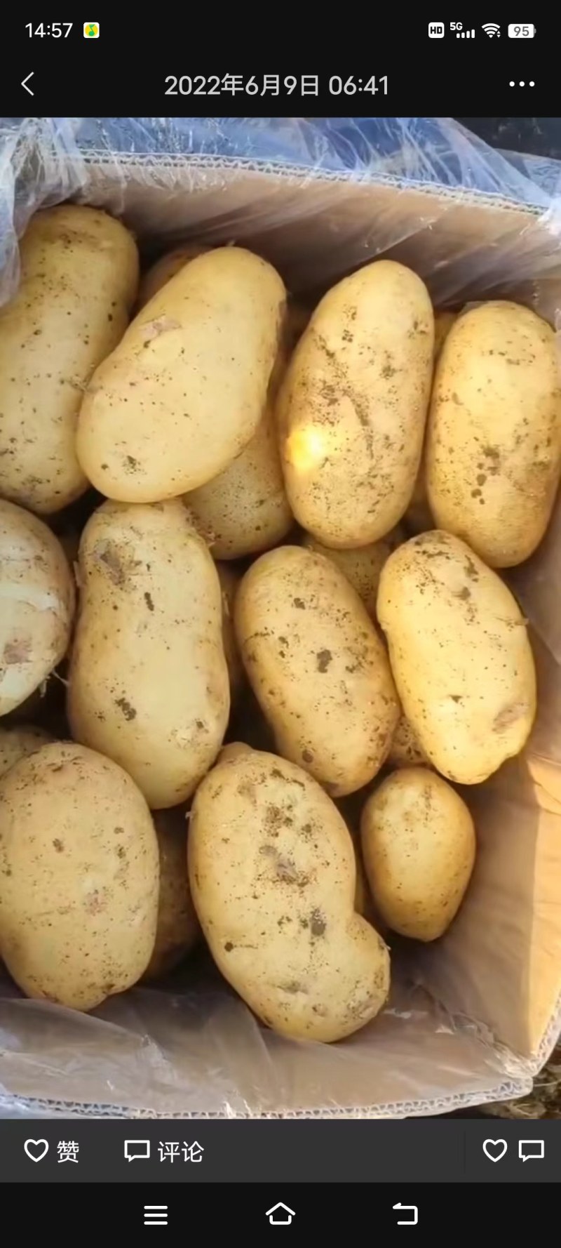 定州土豆荷兰十五土豆外表光滑薯行好质量保证