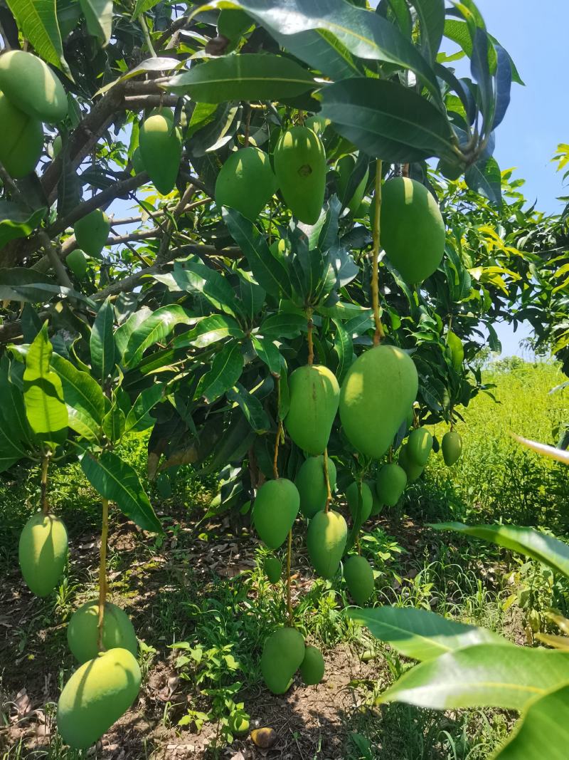 台农金煌芒桂七广西田东台农上市了，大量有货，代收，代办