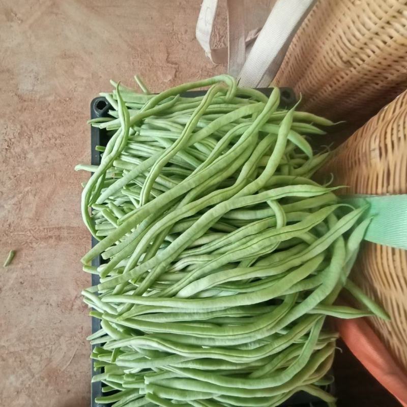 无筋豆，架豆王，精品无筋豆，量大从优，欢迎选购咨询