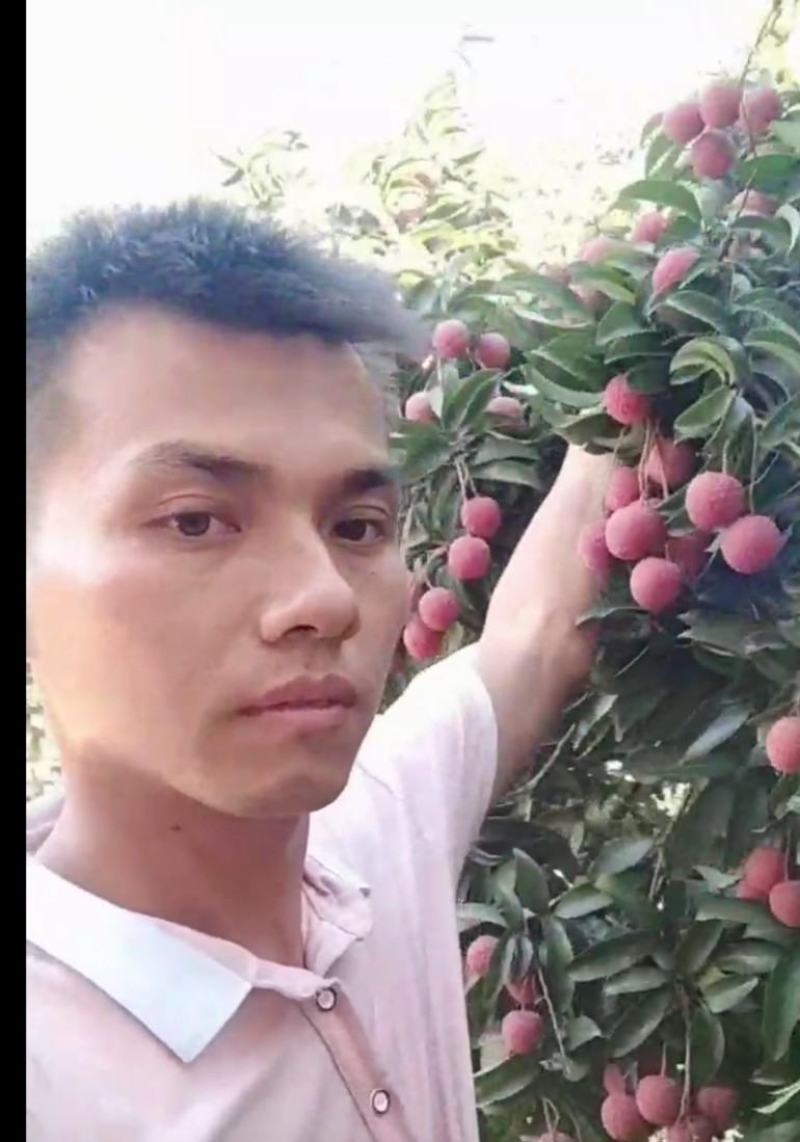 禾荔荔枝六月红荔枝红花专业代办电商代发原产地直供