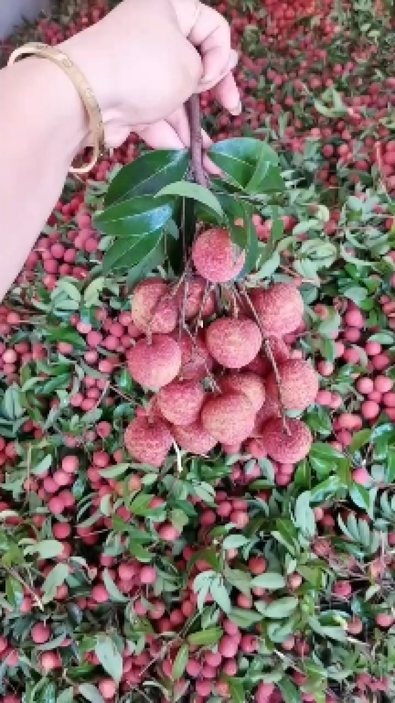 禾荔荔枝六月红荔枝红花专业代办电商代发原产地直供