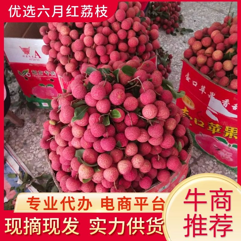 禾荔荔枝六月红荔枝红花专业代办电商代发原产地直供