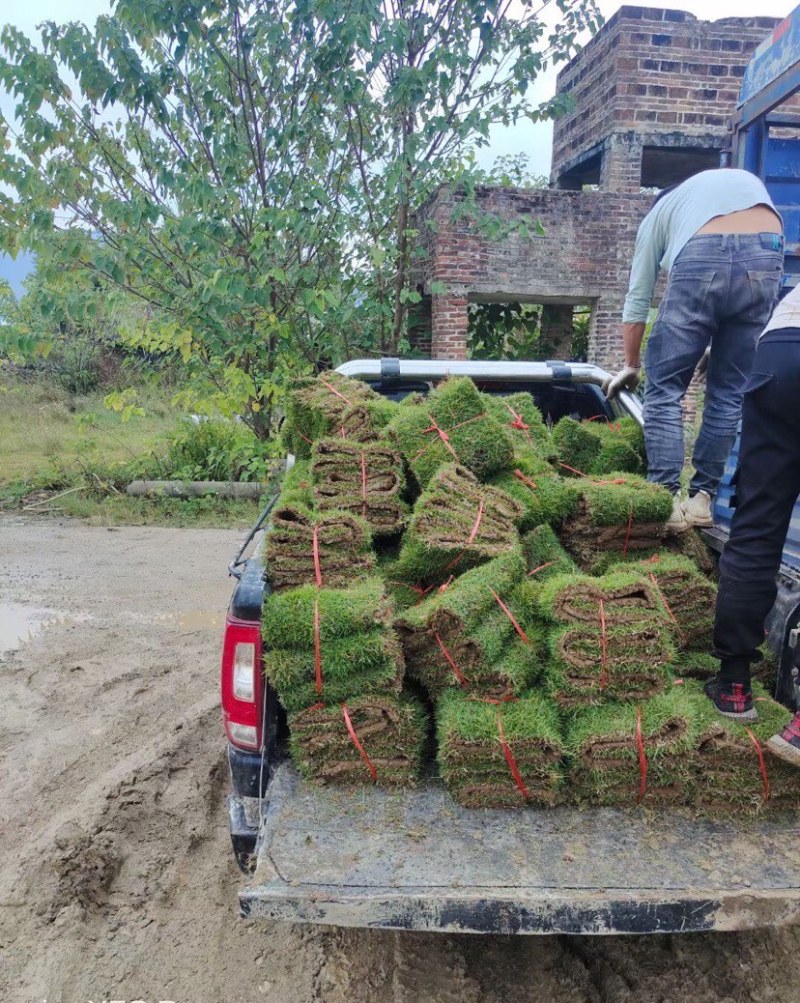 长期供应货源马尼拉草卷