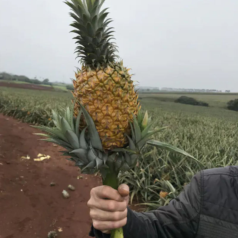 包邮新鲜大菠萝徐闻香水菠萝大果菠萝蜜香脆甜非手撕菠萝凤梨