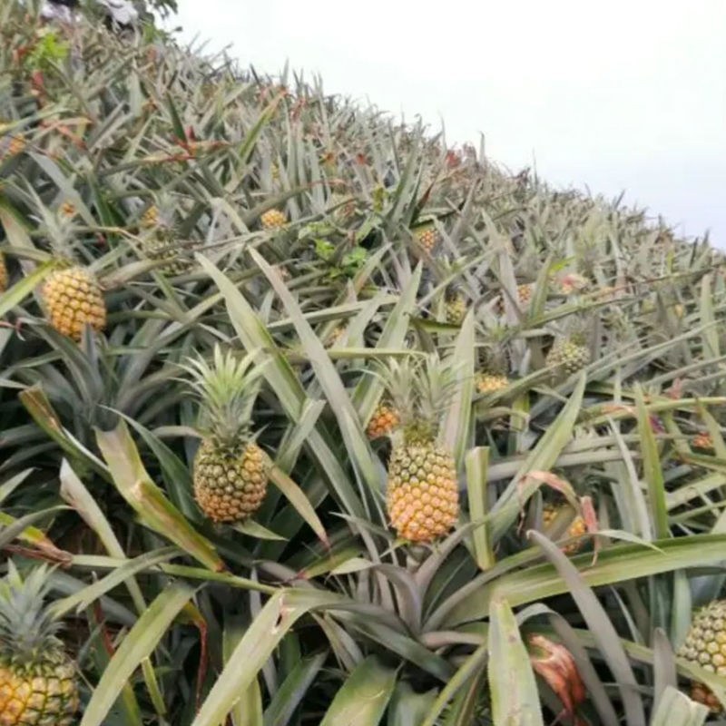 包邮新鲜大菠萝徐闻香水菠萝大果菠萝蜜香脆甜非手撕菠萝凤梨